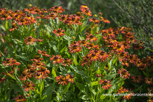 Sonnenbraut, Helenium hybride 'Loysder Wieck'