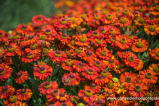 Sonnenbraut, Helenium hybride 'Hot Lava'