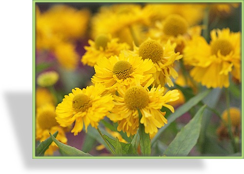Sonnenbraut, Helenium hybride 'Double Trouble'