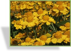 Sonnenbraut, Helenium hybride 'Helena Yellow'