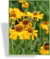 Sonnenbraut, Helenium bigelovii 'The Bishop'