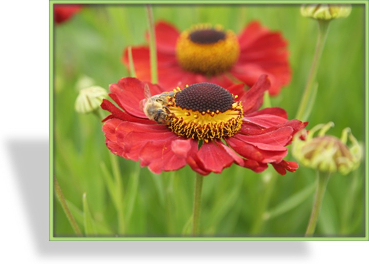 Sonnenbraut, Helenium hybride 'Kupferzwerg'