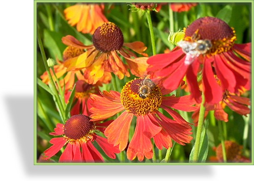 Sonnenbraut, Helenium hybride 'Moerheim Beauty'