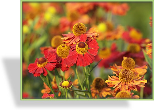 Sonnenbraut, Helenium hybride 'Rubinzwerg'
