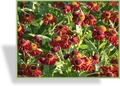 Sonnenbraut, Helenium hybride 'Ruby Tuesday'