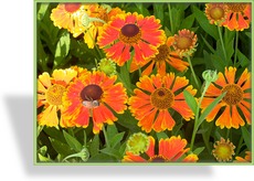 Sonnenbraut, Helenium hybride 'Waltraud'