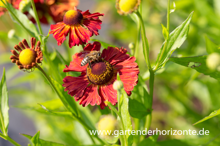 Sonnenbraut, Helenium x cult.'Kupferziegel'