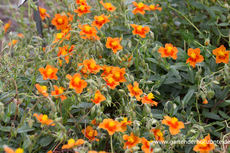 Sonnenröschen, Helianthemum hybride 'Bronzeteppich'