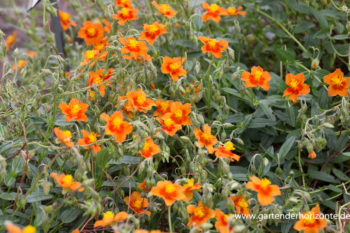 Sonnenröschen, Helianthemum hybride 'Bronzeteppich'