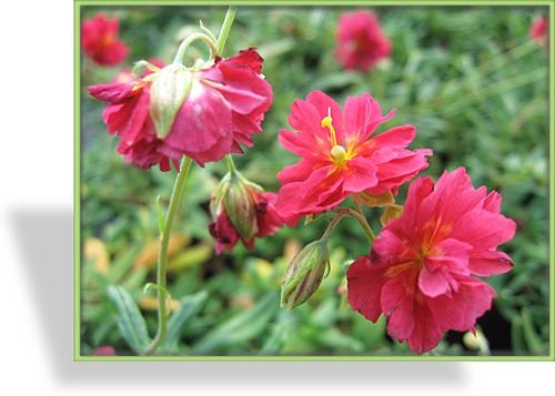 Sonnenröschen, Helianthemum hybride 'Cerise Queen'