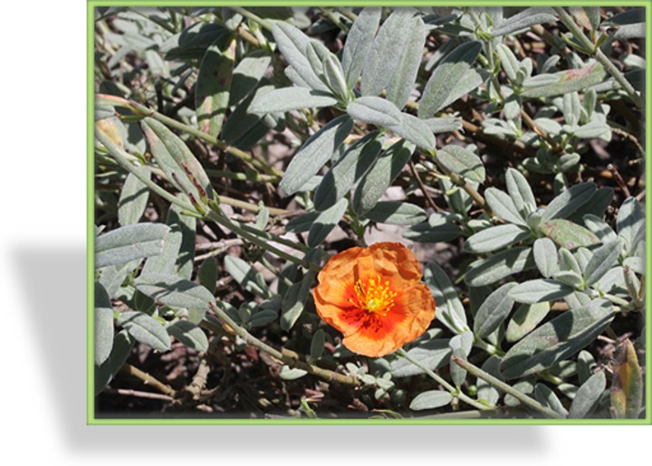 Sonnenröschen, Helianthemum hybride 'Chocolate Blotch'