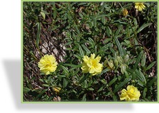 Sonnenröschen, Helianthemum hybride 'Gelbe Perle'