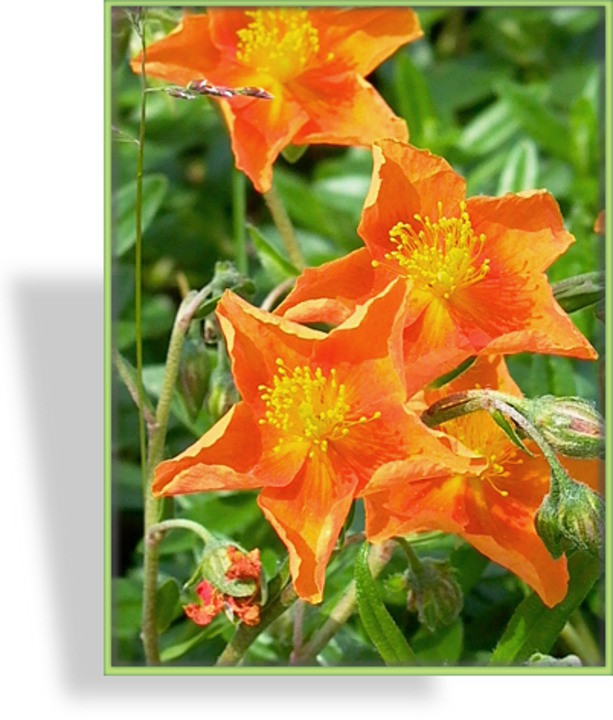 Sonnenröschen, Helianthemum hybride 'Braungold'