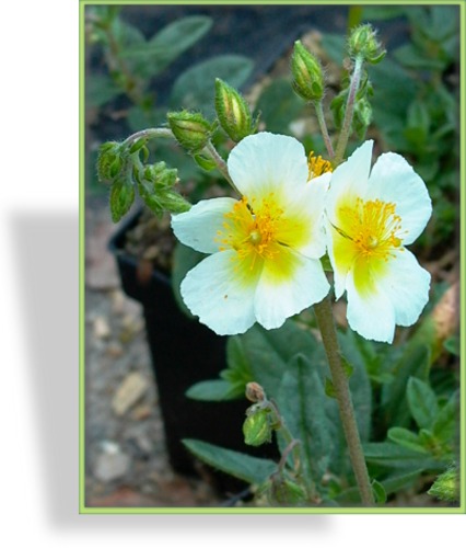 Sonnenröschen, Helianthemum hybride 'Elfenbeinglanz'