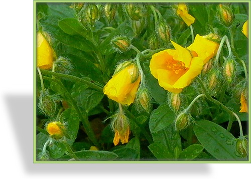 Sonnenröschen, Helianthemum hybride 'Golden Queen'