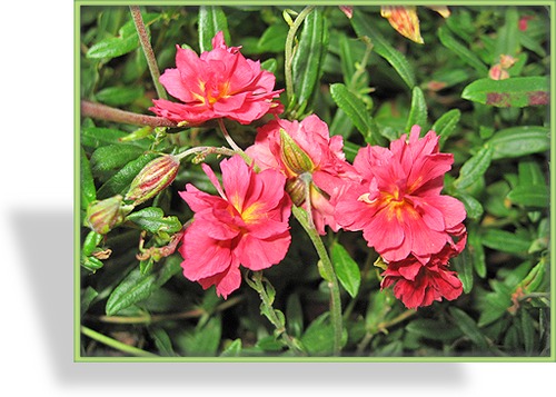 Sonnenröschen, Helianthemum hybride 'Firedragon'