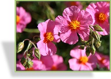 Sonnenröschen, Helianthemum hybride 'Lawrensons Pink'