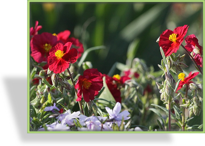 Sonnenröschen, Helianthemum hybride 'Supreme'