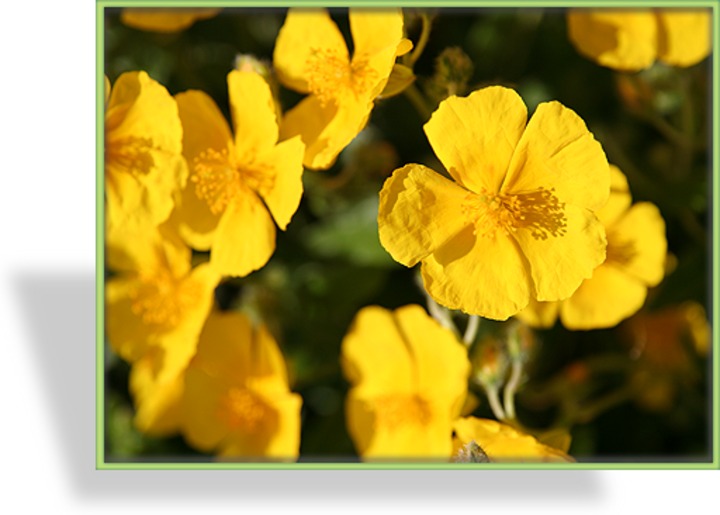 Sonnenröschen, Helianthemum hybride 'Sterntaler'