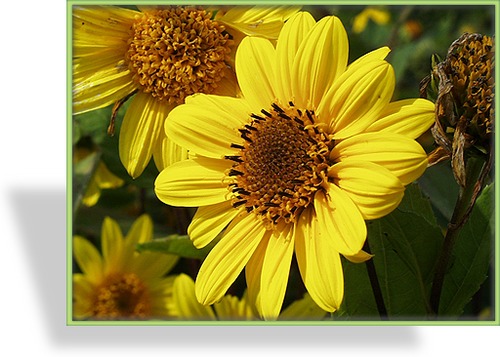 Sonnenblume, Stauden-Sonnenblume, Helianthus decapetalus 'Capenoch Star'