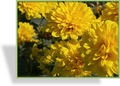 Sonnenblume, Stauden-Sonnenblume, Helianthus decapetalus 'Loddon Gold'