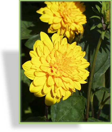 Sonnenblume, Stauden-Sonnenblume, Helianthus decapetalus 'Soleil d´Or'