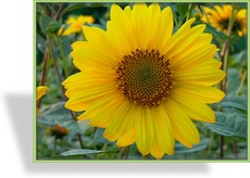 Sonnenblume, Geäugte Sonnenblume, Helianthus atrorubens 'Monarch'