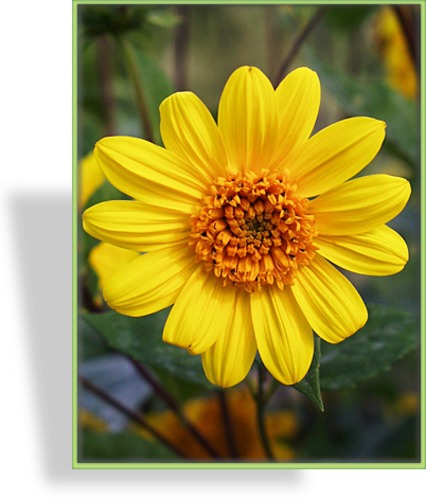 Sonnenblume, Stauden-Sonnenblume, Helianthus decapetalus 'Meteor'