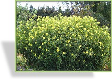 Sonnenblume, Stauden-Sonnenblume, Helianthus microcephalus