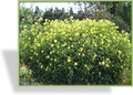Sonnenblume, Stauden-Sonnenblume, Helianthus microcephalus