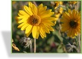 Sonnenblume, Helianthus mollis