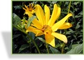 Sonnenblume, Topinambur, Helianthus tuberosus