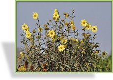 Sonnenblume, Helianthus giganteus 'Sheila's Sunshine'