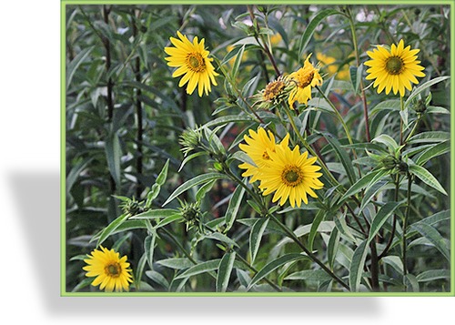 Sonnenblume, Helianthus giganteus 'Simon Wiesenthal'