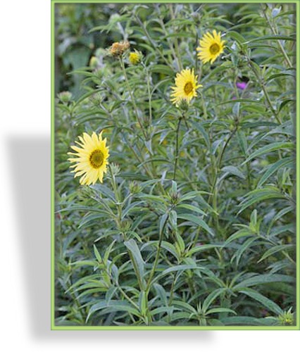 Sonnenblume, Helianthus x kellermannii