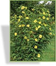 Sonnenblume, Stauden-Sonnenblume, Helianthus microcephalus 'Lemon Queen'