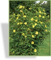 Sonnenblume, Stauden-Sonnenblume, Helianthus microcephalus 'Lemon Queen'