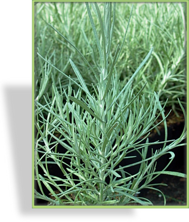 Currykraut, Helichrysum italicum 'Tall'