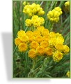 Strohblume, SP-Stauden