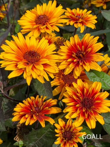 Sonnenauge, Heliopsis scabra 'Funky Spinner'