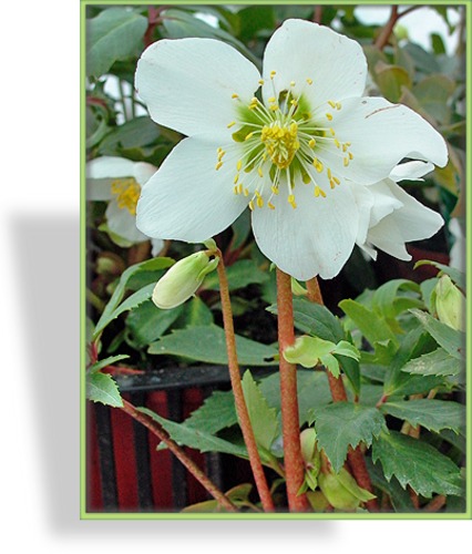 Christrose, Helleborus niger