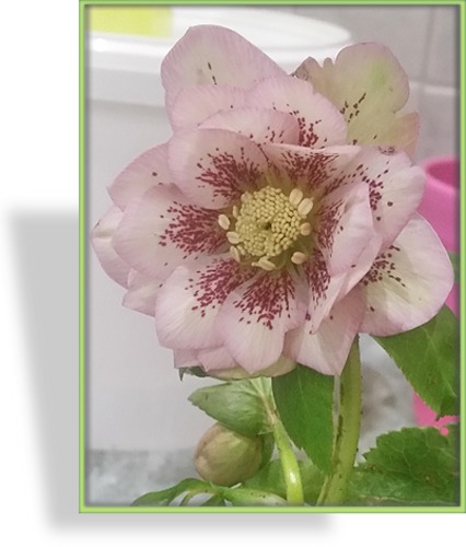 Christrose, Lenzrose, Helleborus Orientalis-Hybride