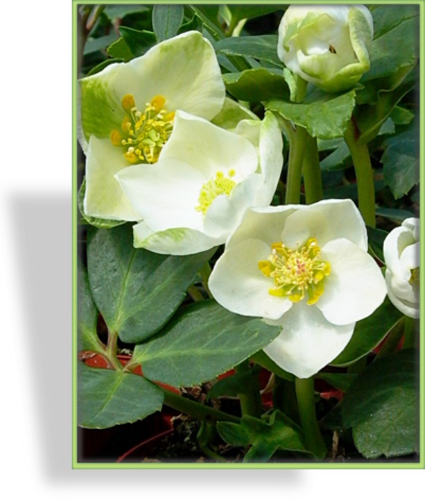 Lenzrose, Nieswurz, Christrose