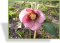 Christrose, Lenzrose, Helleborus Spring Promise 'Bridget'