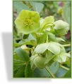 Christrose, Stinkende Nieswurz, Helleborus foetidus