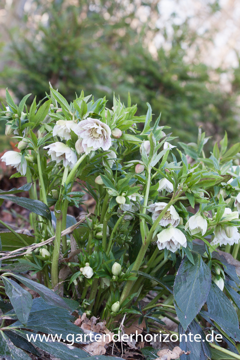 Lenzrose, Helleborus x orientalis 'Sternenhimmel'