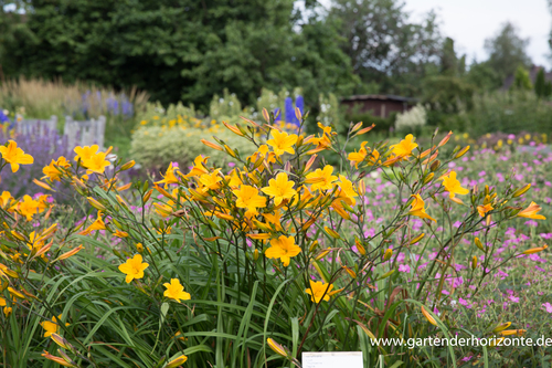 Taglilie, Hemerocallis hybride 'Thumbelina'