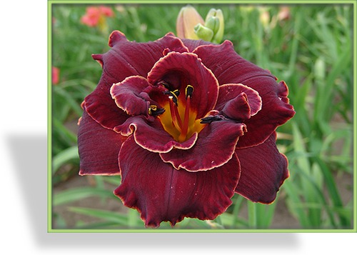 Taglilie, Hemerocallis hybride 'Night Ember'