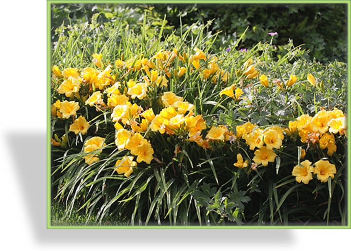 Taglilie, Hemerocallis hybride 'Stella d´Oro'