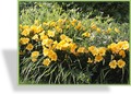 Taglilie, Hemerocallis hybride 'Stella d´Oro'